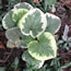 Brunnera macrophylla Variegata